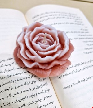 گل الاله دورنگ